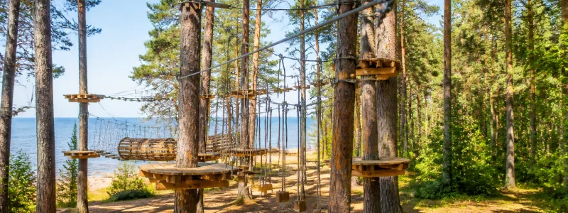 Tree To Tree в Репино